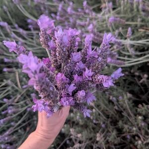 Fresh Lavender Bundles Two Pack
